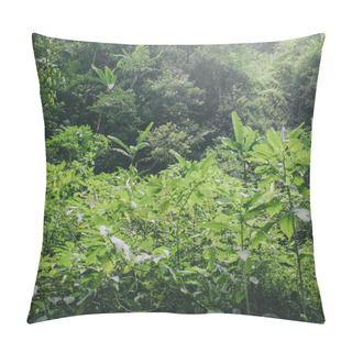 Personality  Green Leaves Background, Nature, Flora, Foliage, Environment, Forest Pillow Covers