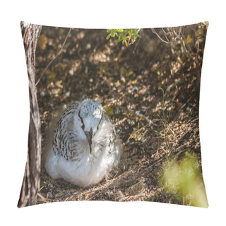 Personality  Red-billed Tropicbird Brooding Pillow Covers
