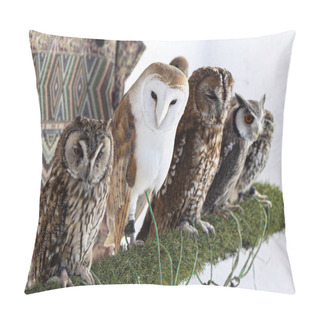 Personality  Group Of Different Owl Races Pillow Covers