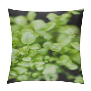 Personality  Group Of Green Sprouts Growing Out Of The Ground Before Seedlings. Pillow Covers