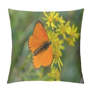 Personality  Color Butterfly Nature Pillow Covers