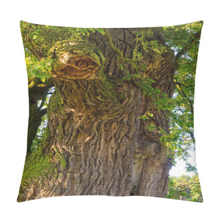 Personality  Beautiful Rogalin Oak In Summer Sunset Pillow Covers