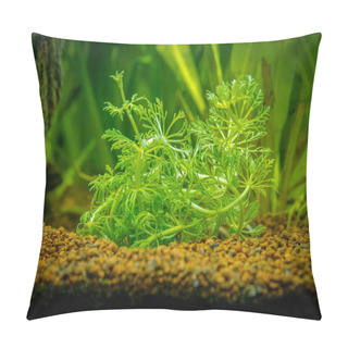 Personality  Limnophila Sessiliflora (ambulia) Isolated On A Fish Tank With Blurred Background Pillow Covers