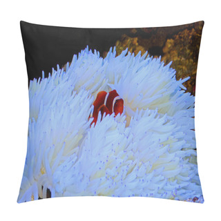Personality  Red Goldenflake Maroon Clownfish In Relationship With White Sabae Anemone  Pillow Covers