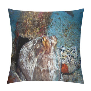 Personality  Octopus, Tenerife, Underwater. Pillow Covers