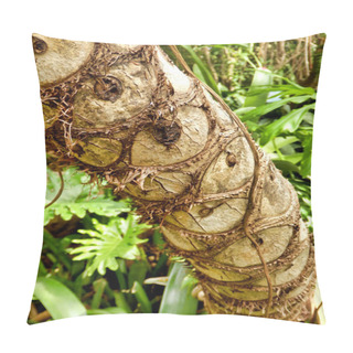 Personality  Close Up Of The Leaf Scars Of The Tree Philodendron (Philodendron Bipinnatifidum Schott) Pillow Covers