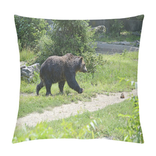 Personality  Grizzly Bear - Isolated Pillow Covers