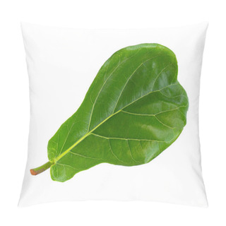 Personality  Ficus Lyrate Leaf On White Background. Pillow Covers