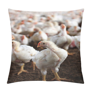 Personality  Young White Hen Looking At The Camera With A Group Of Other Chic Pillow Covers