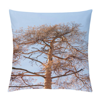 Personality  Low Angle View Of Autumnal Tree Trunk On Blue Sky Background Pillow Covers