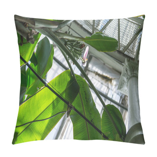 Personality  Low Angle View Of Branches Of Palm Tree With Leaves Against Ceiling In Botanical Garden  Pillow Covers