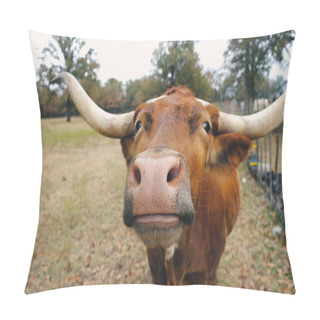 Personality  Funny Texas Longhorn Cow Looking At Camera Close Up On Ranch. Pillow Covers