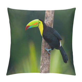 Personality  Keel Billed Toucan, From Central America. Pillow Covers