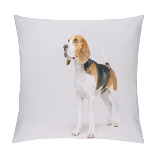 Personality   Cute Beagle Dog Standing On Table On Grey Background Pillow Covers