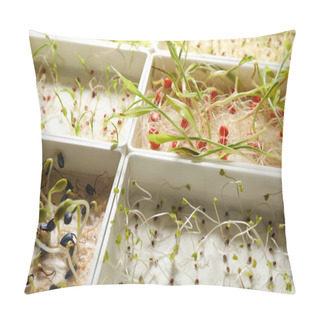 Personality  Containers With Sprouted Seeds, Closeup. Laboratory Research Pillow Covers