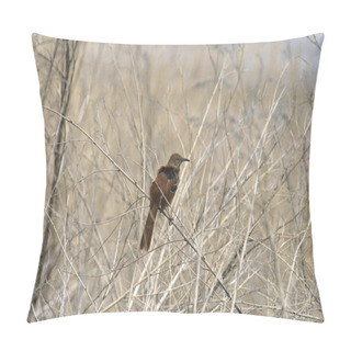 Personality  Brown Thrasher (toxostoma Rufum) Perched In Some Tall Dry Grass Pillow Covers