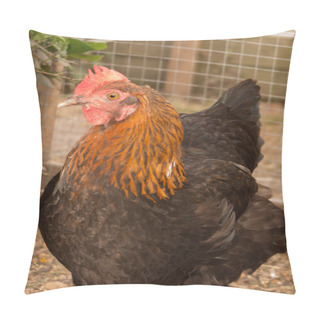 Personality  Closeup Of A Hen In A Farmyard Brown Eggs Hens Pillow Covers