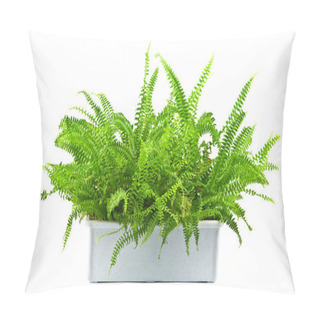 Personality  Fern Pillow Covers