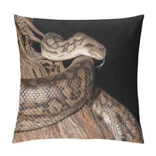 Personality  Murray Darling Carpet Python Flickering It's Tongue Pillow Covers