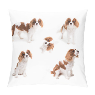 Personality  Pedigree Dogs Collage. Cavalier King Charles Spaniel In Studio On White Background - Isolate With Shadow Pillow Covers