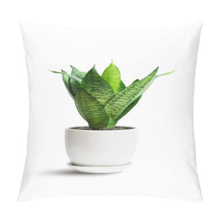 Personality  Snake Plant Green Leaf In White Ceramic Pot Isolated On White. Hahnii Green Tree Popular Ornamental House Plant Air Purifying For Home Minimal Design. Mother-in-law's Tonguet. Sansevieria Trifasciata Hort. Pillow Covers