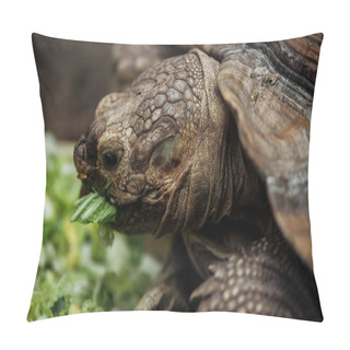 Personality  Close Up View Of Cute Turtle Eating Lettuce From Bowl Pillow Covers