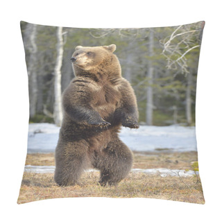 Personality Brown Bear (Ursus Arctos) Standing  Pillow Covers