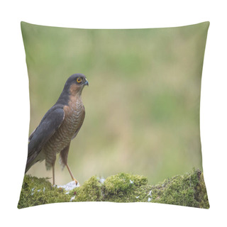 Personality  Sparrowhawk Bird Close Up Pillow Covers