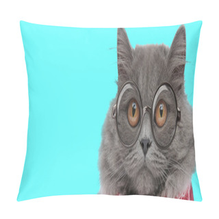 Personality  Young Funny British Longhair Cat Wearing Eyeglasses With Red Bandana, Looking Ahead With Big Eyes On Blue Background Pillow Covers