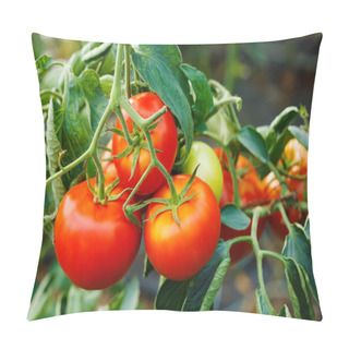 Personality  Ripe Tomato Cluster In Greenhouse Pillow Covers