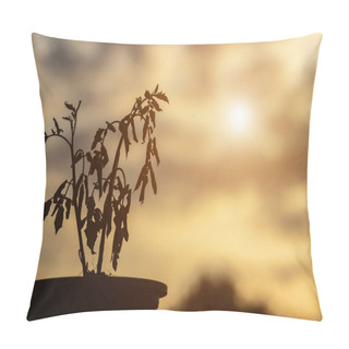 Personality  Silhouette Of Dead Plant In Plastic Pot On Wooden Table With Copy Space And Sunlight In Morning Time Pillow Covers