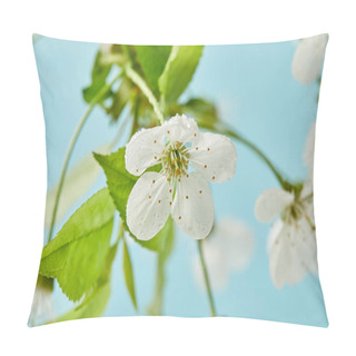 Personality  Close-up Shot Of Beautiful Cherry Flower Covered With Water Drops Isolated On Blue Pillow Covers