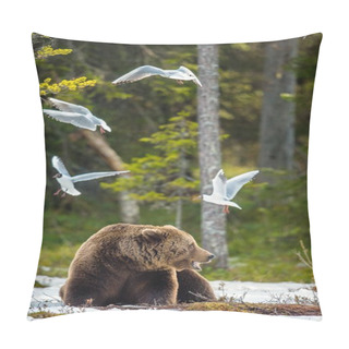 Personality  Seagulls (Black-headed Gull (Larus Ridibundus) And Adult Male Of Brown Bear (Ursus Arctos) On The Snow In Spring Forest. Pillow Covers