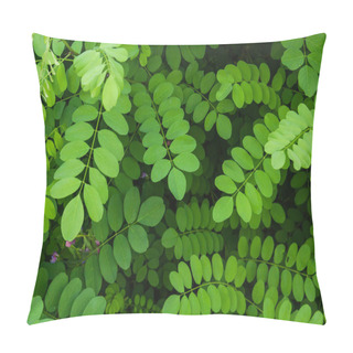 Personality  Detail Of Black Locust Tree Fresh Green Foliage  Pillow Covers