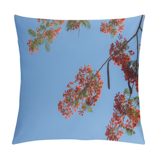 Personality  Royal Poinciana, Flamboyant, Flame Tree Pillow Covers