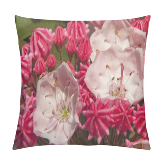 Personality  Mountain Laurel Flowers And Buds Pillow Covers