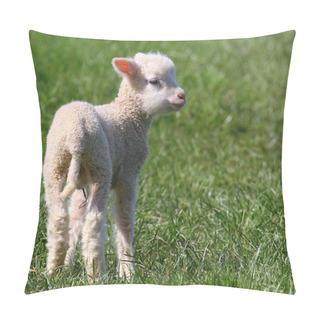 Personality  Spring Lamb. Pillow Covers
