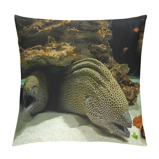 Personality  Laced Moray (Gymnothorax Favagineus) Pillow Covers