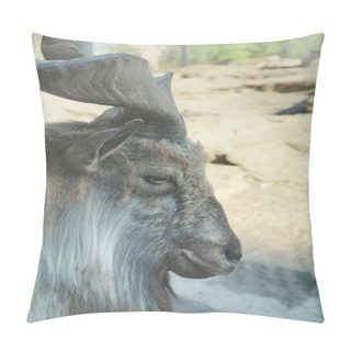 Personality   Horned Mountain Goat Markhor - Cloven-hoofed Animals Of The Moscow Zoo, Russia. Pillow Covers