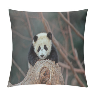 Personality  The Giant Panda (Ailuropoda Melanoleuca; Chinese: Pinyin: Dxingmo),also Known As The Panda Bear Or Simply The Panda, Is A Bear Native To South Central China. Pillow Covers