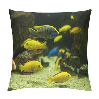 Personality  Otopharynx Lithobates And Electric Yellow Cichlid Swimming Underwater Pillow Covers