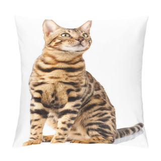 Personality  Bengal Cat On White Background Quietly Sits And Looks Up With Interest Pillow Covers