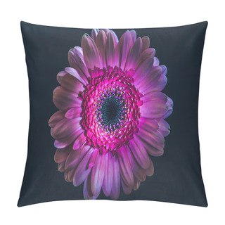 Personality  Top View Of Gerbera Flower With Purple Petals, Isolated On Black Pillow Covers