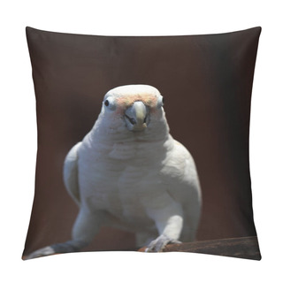 Personality  Zoomed-in Shot Of The Indonesian Tanimbar Corella, Cacatua Goffiniana, From The Tanimbar Islands Pillow Covers