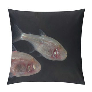 Personality  Blind Cave Fish, Astyanax Mexicanus, With A Black Background. Pillow Covers