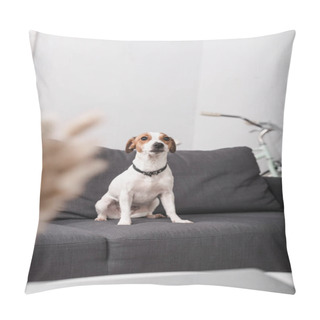Personality  Jack Russell Terrier On Grey Couch In Modern Living Room With Blurred Foreground  Pillow Covers
