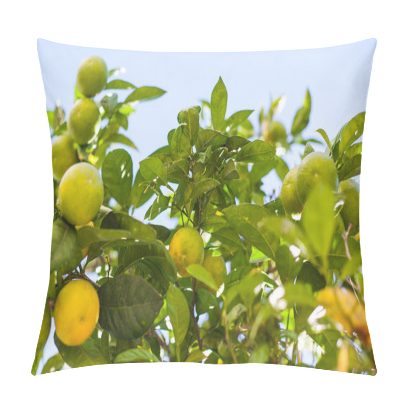 Personality  Green And Orange Mandarins On Tree Branches  Pillow Covers
