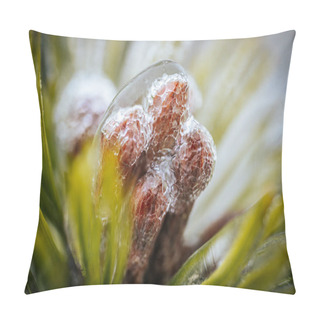 Personality  Icy Tree Branches. Tree Branches With Ice. Green Needles With Ic Pillow Covers
