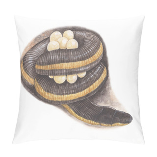 Personality  Asiatic Tailed Caecilian  Isolated On White Background Pillow Covers