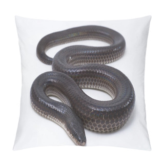 Personality  Xenopeltis Unicolor. Common Names: Sunbeam Snake Is A Non-venomous Sunbeam Snake Species Found In Southeast Asia And Some Regions Of Indonesia. Isolated On White Background Pillow Covers